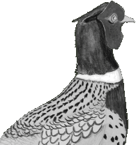 Ring-Neck Pheasant Sponsorship level with Hunters Helping Hunters USA (HHH-USA)