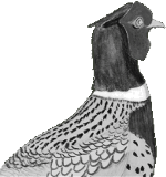 Ring-Neck Pheasant Sponsorship level with Hunters Helping Hunters USA (HHH-USA)