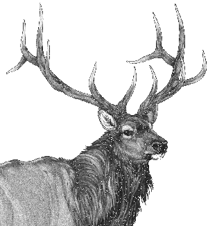 Rocky Mountain Elk Sponsorship level with Hunters Helping Hunters USA (HHH-USA)