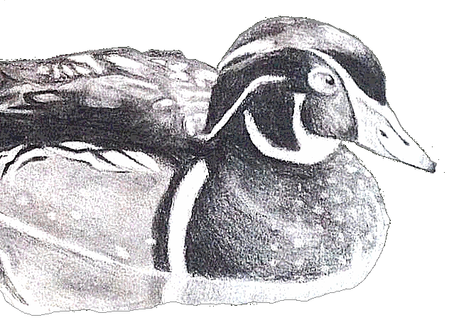 Wood Duck Sponsorship level with Hunters Helping Hunters USA (HHH-USA)